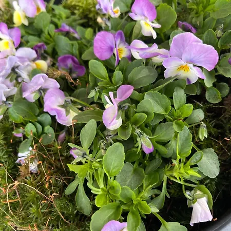 Kobiela Affittacamere *