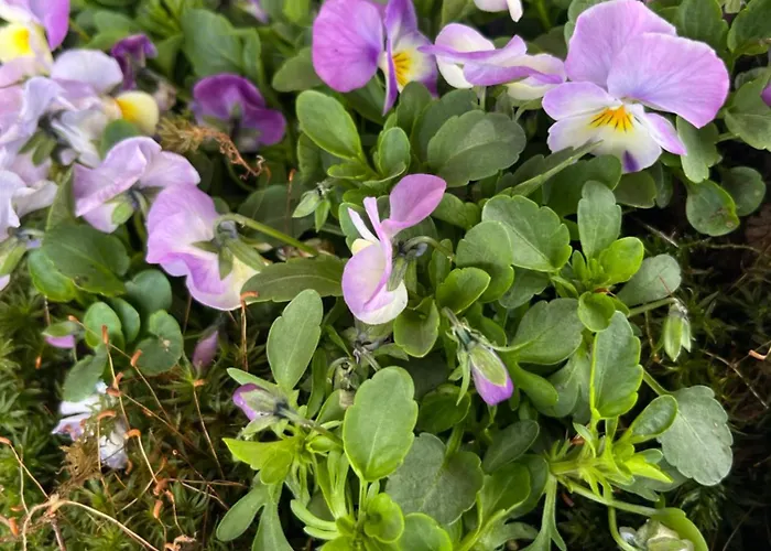 Kobiela Affittacamere *